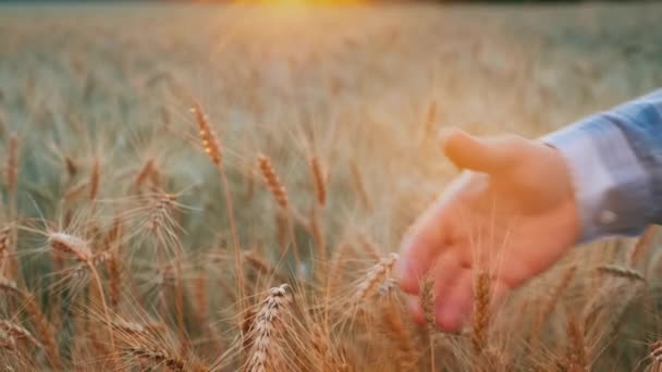 Два фермера пожимают руку на фоне поля пшеницы на закате — стоковое видео