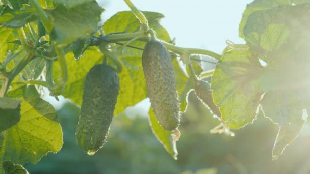 Jordbrukarna plockar gurkor ur busken där de växer — Stockvideo