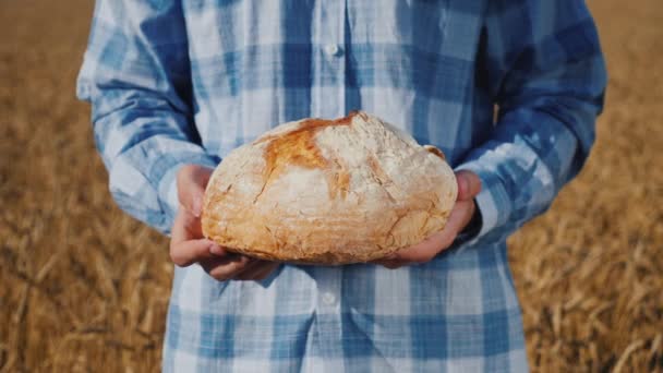 L'agricoltore tiene un pezzo di pane sopra le spighe di grano in un campo. — Video Stock