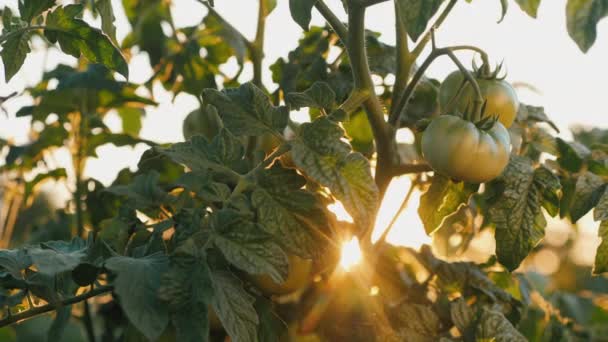 Groene tomaten rijpen op een struik in de zon — Stockvideo