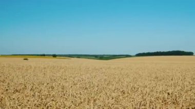 Uçsuz bucaksız buğday tarlasında sürün hasat için hazır olun