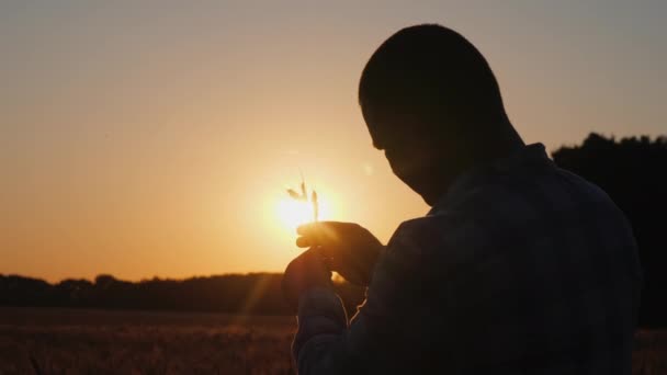 Gün batımında buğday başakları üzerinde çalışan bir çiftçinin silueti. — Stok video