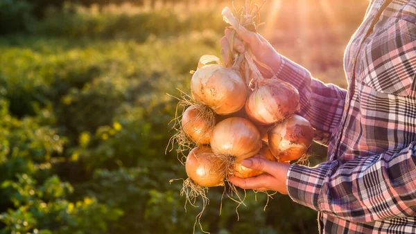 Agricultor sostiene una trenza de cebolla madura — Foto de Stock