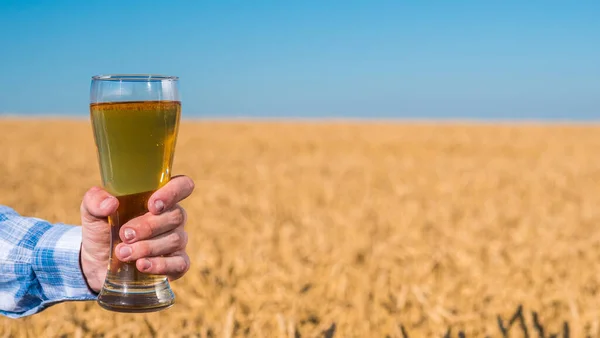 Mens mão segura um copo de cerveja leve contra o fundo de um campo de trigo em um dia de verão — Fotografia de Stock