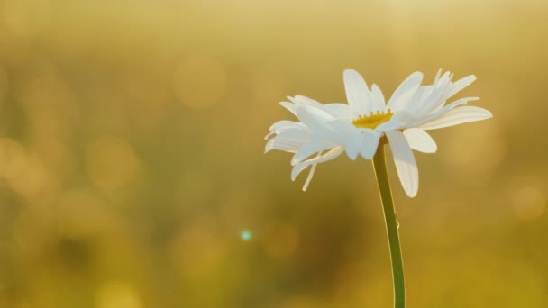 Margarita balanceándose en el viento en los rayos del sol poniente — Vídeos de Stock