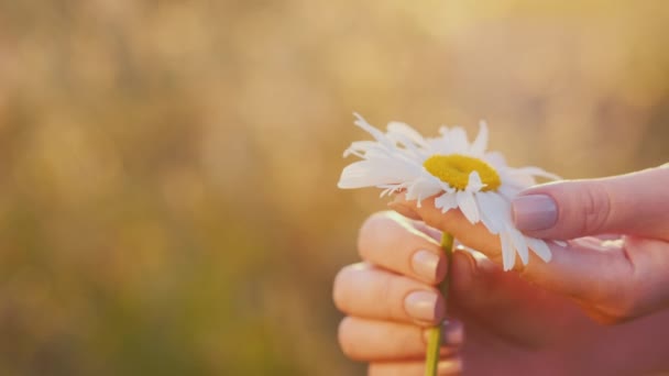 Womens hands gently stroke flower petals — Stock Video