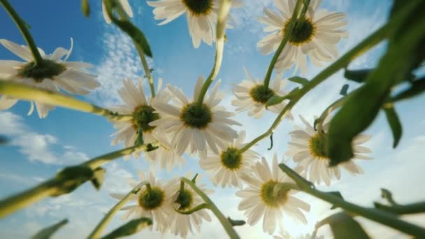 Prästkragar växer på en äng, svajar mot den blå himlen och solen. Lågvinkelskott — Stockvideo