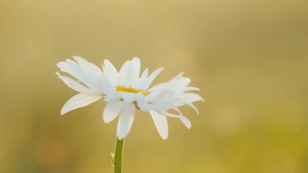 Uma mão de mulher arranca uma flor de camomila. Tiro de perto — Vídeo de Stock