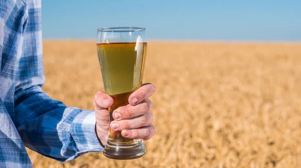 Mens mão segura um copo de cerveja leve contra o fundo de um campo de trigo em um dia de verão — Fotografia de Stock