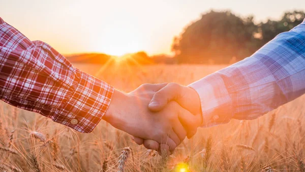 İki çiftçi gün batımında bir buğday tarlasının arka planında el sıkışıyor.