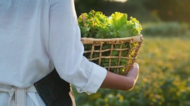 Arka plan: Çiftçi bir sepet bitki ve salata taşıyor, tarlada yürüyor.
