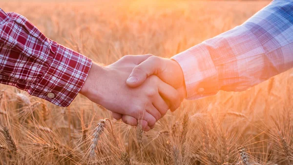 夕暮れの小麦畑を背景に二人の農民が握手を交わす — ストック写真