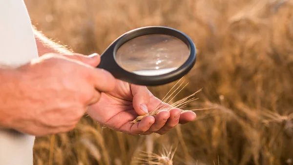 Bir tarım uzmanı buğdayın büyüteçle sivri uçlarını inceliyor. — Stok fotoğraf