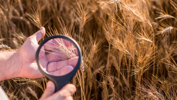 Bovenaanzicht: Een agronomist bestudeert tarwespikes door een vergrootglas — Stockfoto