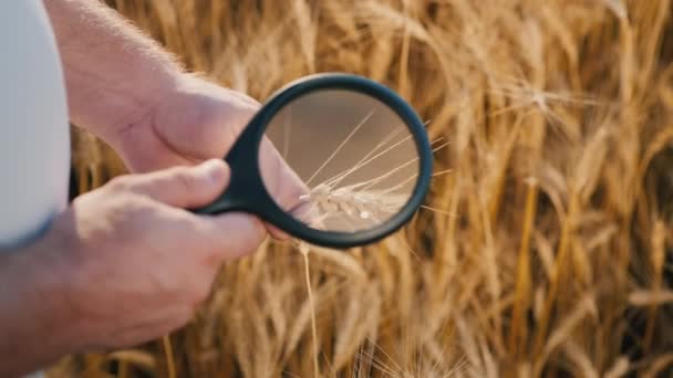 Un agrónomo estudia espigas de trigo a través de una lupa — Vídeos de Stock