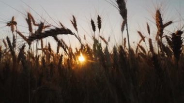 Gün batımında buğday kulağı. 4k video