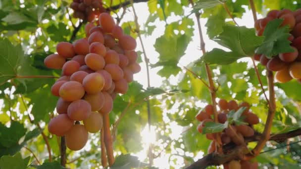 Juicy grapes ripen on the vine — Stock Video