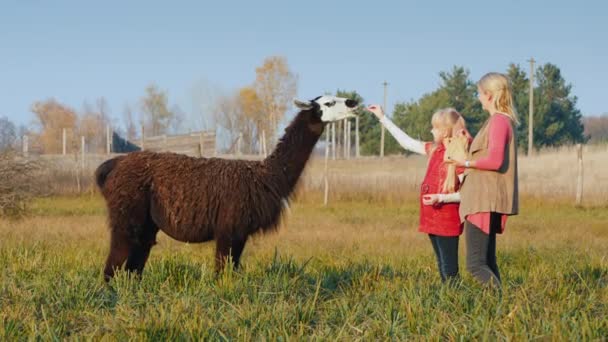 Uma mulher com uma criança trata bolachas de alpaca. Bom tempo juntos — Vídeo de Stock
