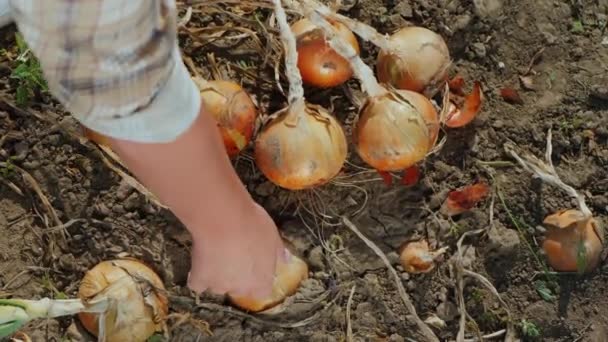 Agricultor recoge cebollas maduras del suelo — Vídeos de Stock