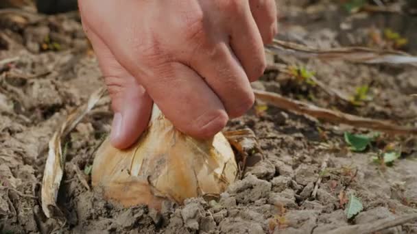 Фермер вибирає стиглу цибулю з землі — стокове відео