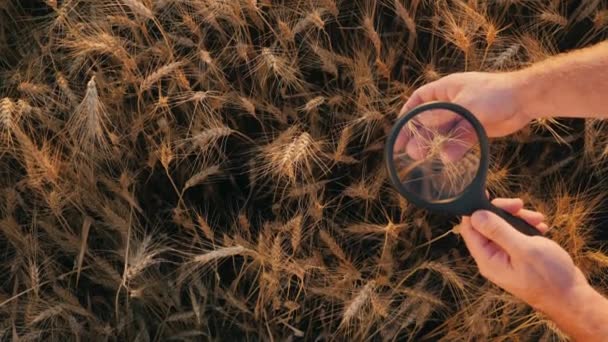 上图：一位农艺学家通过放大镜研究小麦穗 — 图库视频影像