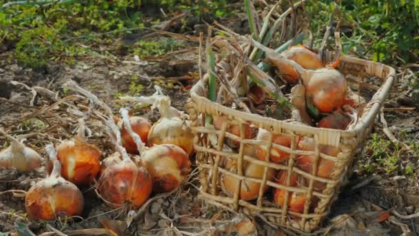 Mão de agricultores coloca bulbos de cebola na cesta, colheita — Vídeo de Stock