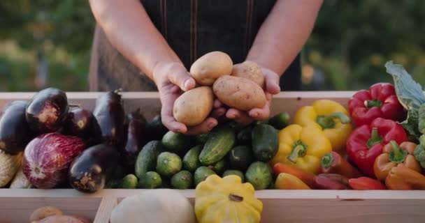 Een boer houdt aardappelen over de toonbank op een boerenmarkt. Groenten van lokale landbouwers — Stockvideo