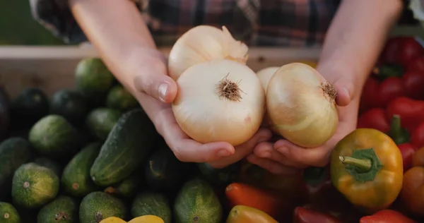 Een boer houdt uienbollen over de toonbank op een boerenmarkt. Groenten van lokale landbouwers — Stockfoto