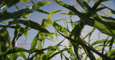 Mısır tarlada yetişir, mavi gökyüzüne karşı aşağıdan bir manzara. Kaydırıcı atışı