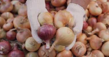 Eldivenli çiftçi soğan soğanı tutar.