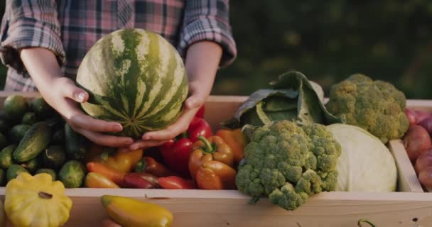 Een verkoper houdt een watermeloen over de toonbank op een boerenmarkt — Stockvideo