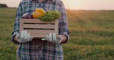 Çiftçi tarlasından bir kutu sebze alır.