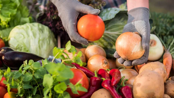 Un vendedor sostiene verduras sobre el mostrador en una exposición agrícola — Foto de Stock