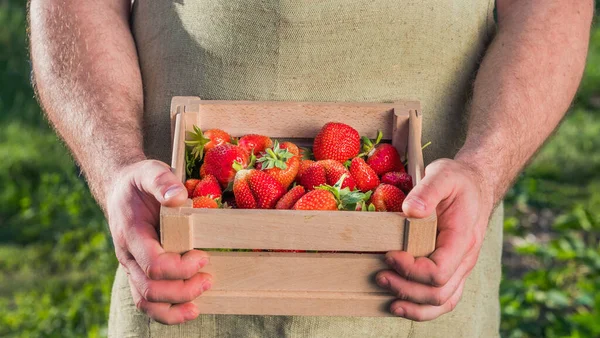 Herrenhände halten eine Schachtel Erdbeeren in der Hand — Stockfoto