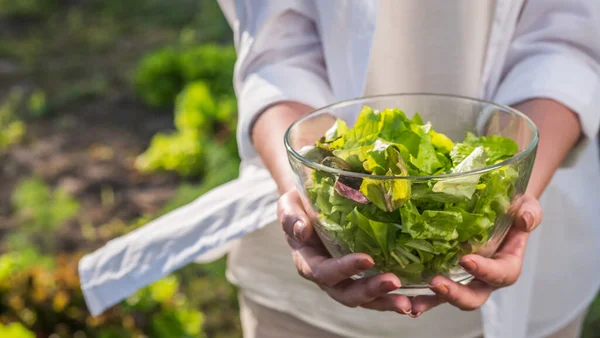 Vrouwelijke handen houdt een kom sla over de moestuin waar het groeit — Stockfoto