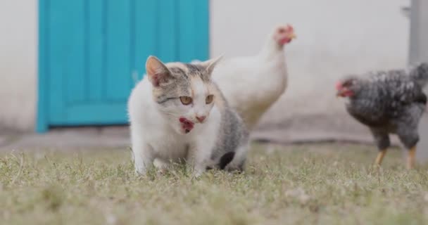 Kippen proberen het kattenvoer weg te nemen, de kat slaat de vogel met zijn poot. Grappige video met huisdieren — Stockvideo