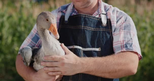 农夫手里拿着一只大鹅.家禽和当地农民的粮食 — 图库视频影像