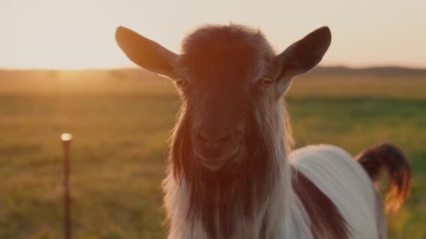 Portrait d'une chèvre pure race dans une prairie au coucher du soleil — Video