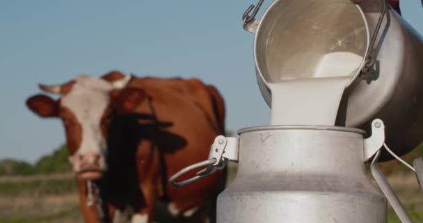 Farmer pours milk into can, in the background of a meadow with a cow — Stock Video