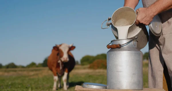 Le fermier verse du lait dans une boîte, au fond d'une prairie avec une vache — Photo
