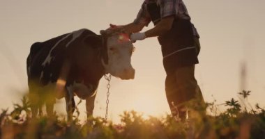 Sahibi gün batımında çayırda ineğini okşar.