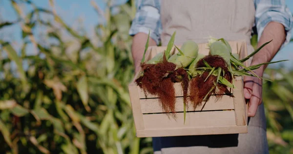 Boer houdt een doos met verse maïskolven — Stockfoto