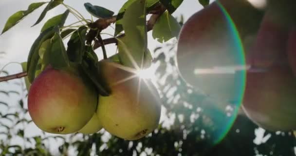 果実梨は太陽の下で枝に熟します — ストック動画