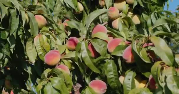 Нахил дробу: соковиті персики дозрівають на гілці дерева на фоні блакитного неба — стокове відео