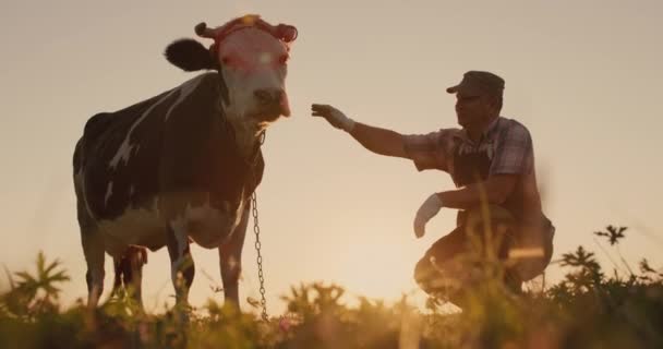 De eigenaar naast zijn koe bij zonsondergang. Natuurlijke producten van lokale boerderijen — Stockvideo