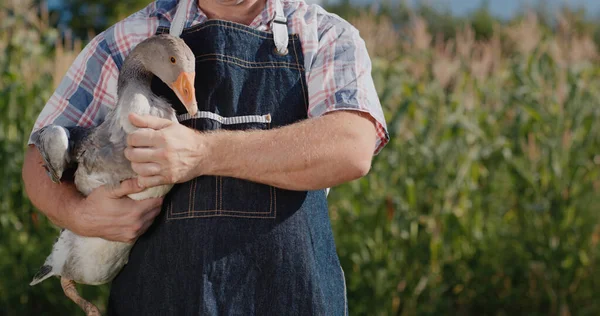 Ένας αγρότης κρατάει μια μεγάλη χήνα. Πουλερικά και τρόφιμα από τοπικούς γεωργούς — Φωτογραφία Αρχείου