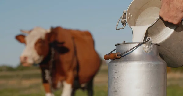 農家は牛のいる牧草地の背景に牛乳を注ぐことができます — ストック写真