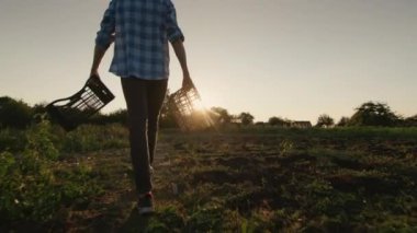 İki kutulu erkek çiftçi tarlada yürüyor, konsepti hasat ediyor.