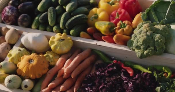 Um balcão com legumes sazonais no mercado de agricultores. Uma seleção de vegetais de produtores locais — Vídeo de Stock