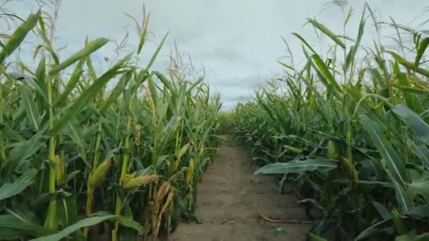 POV visning: amerikansk stil efterår sjov, en majs labyrint lavet på en gård felt – Stock-video